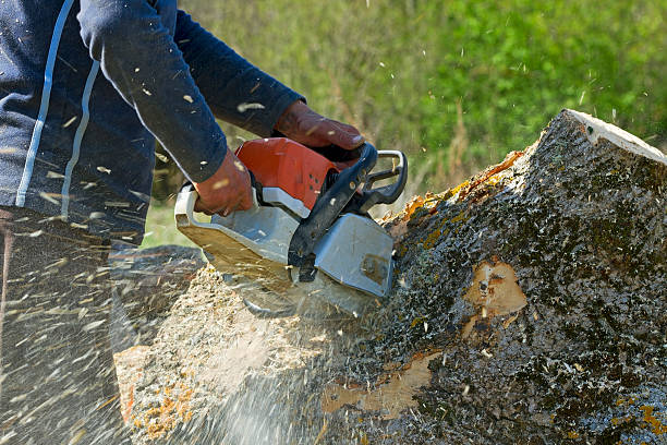 Dead Tree Removal in Denmark, WI